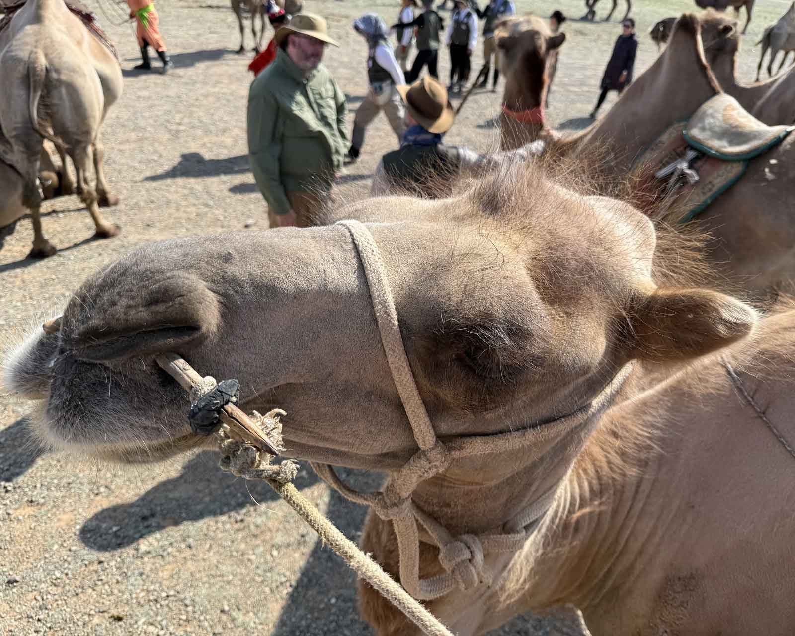 Susan-Purcis-Explorers-Club-Camel-Close-Up-of-Face