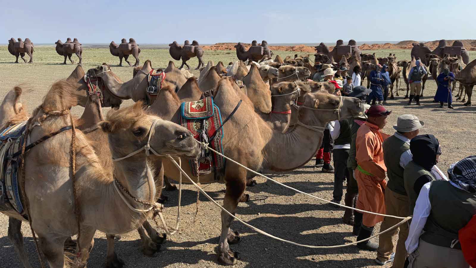 Susan-Purvis-Explorers-Club-Double-Hump-Camels